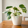 Philodendron White Princess