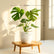 Monstera