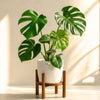 Monstera
