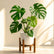 Monstera