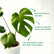 Monstera
