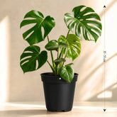 Monstera Deliciosa