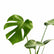 Monstera