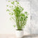 Multi Plex Bamboo