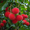 Rambutan N18