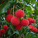 Rambutan N18