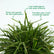 Needle Grass