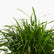Needle Grass