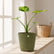 alocasia aurea plant with pot