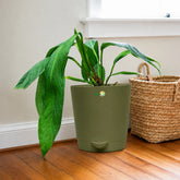 anthurium pallidiflorum 