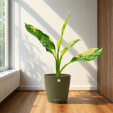 dieffenbachia big ben with pot