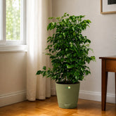 best china doll plants in India