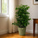 best china doll plants in India