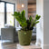 ZZ Plant Black