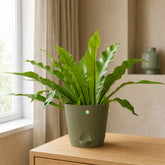 buy bird nest fern