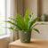 buy bird nest fern
