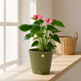 Anthurium Varieties