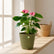 Anthurium Varieties