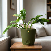 philodendron ring of fire plant
