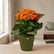 Kalanchoe Orange