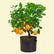 Mandarin Orange