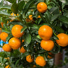 Mandarin Orange