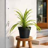 Buy Pendanus Grass