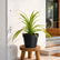 Buy Pendanus Grass
