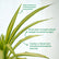 Pandanus Grass
