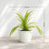 Pandanus Grass