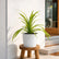 Pandanus Grass