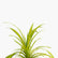 Pandanus Grass