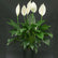 Peace Lily