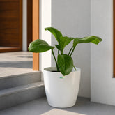 spathiphyllum plant