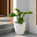 spathiphyllum plant