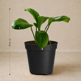 Peace lily(Spathiphyllum)