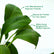 Peace Lily
