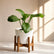 Peace Lily