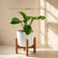 Peace Lily