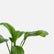 Peace Lily