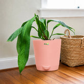 anthurium pallidiflorum with pot
