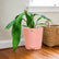 anthurium pallidiflorum with pot