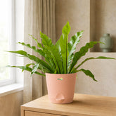 easy care plant