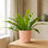 easy care plant