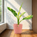 Indoor Foliage Plant