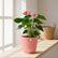 Purple Indoor Plant