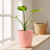alocasia gageana aurea 

