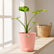 alocasia gageana aurea 
