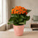 Kalanchoe Orange