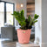 ZZ Plant Black